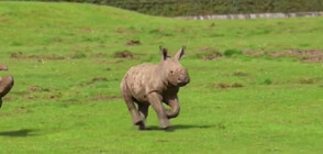 Бебе носорог от застрашен вид радва посетителите на зоопарк край Лондон (ВИДЕО)