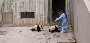 Видео с „послушни” бебета панди развесели мрежата (ВИДЕО)