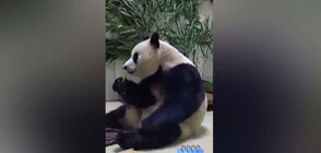 Пандата Фу Бао се радва на новия си дом в Китай (ВИДЕО)