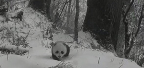Заснеха бебе панда да се разхожда в преспите с майка си (ВИДЕО)