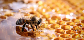 1/4 пчелни стопанства по-малко: Ще оцелее ли секторът?
