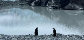 "Антарктика в нови измерения” – изложба разказва за красотата на Ледения континент