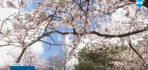 Истинска феерия: Пролетта завладя Торонто с цъфнали вишни (ВИДЕО)
