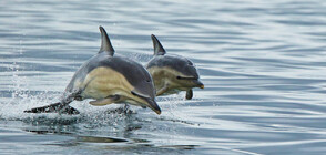 Делфини се включиха в състезание по сърф (ВИДЕО)