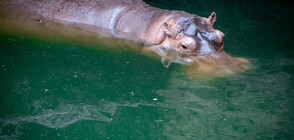12 години по-късно: Зоопарк разбра, че мъжки хипопотам всъщност е женски