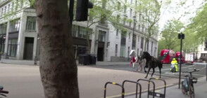 Хаос в Лондон: Избягали коне всяха паника по улиците на британската столица (ВИДЕО)
