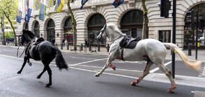 Избягали коне на кавалерията предизивкаха хаос в Лондон, има ранени (ВИДЕО)