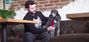 Сок за кучета: Как сърбите глезят домашните си любимци (ВИДЕО)