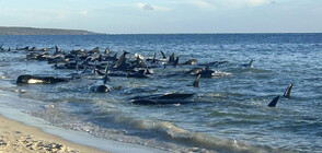 Десетки делфини гринди излязоха на плаж в Югозападна Австралия