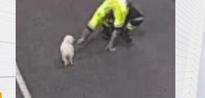 Куче спря движението в тунел на магистрала в Австралия (ВИДЕО)