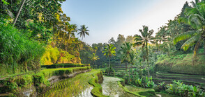 Зеленият рай на Земята: Магията на остров Бали