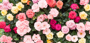 Къде се намира една от най-големите колекции от рози в Европа (ВИДЕО)