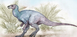 Учени откриха нов вид тревопасен динозавър, живял преди 90 млн. години (ВИДЕО)