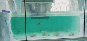 Риба от Антарктида е най-новата атракция в Регионалния природонаучен музей в Пловдив