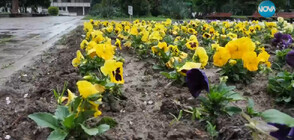 Ученици от Селскостопанската гимназия в Кюстендил засадиха хиляди цветя в града