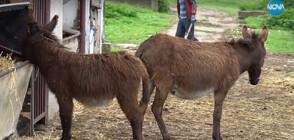 Магарешки късмет: Ферма край Русе спасява изчезващия вид животни