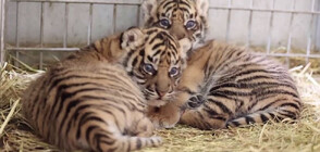 Френски зоопарк показа за пръв път две суматрански тигърчета (ВИДЕО)
