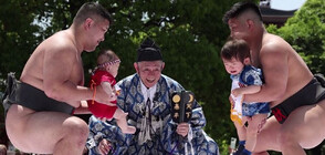 100 бебета се включиха в състезание по "плачещо" сумо (ВИДЕО)