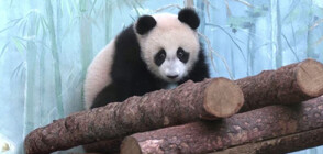 Бебето панда в зоопарка в Москва с дебют пред публика (ВИДЕО)