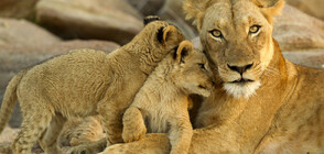 Бизнес за убиване на лъвове: Над 8000 хищника се отглеждат в ЮАР в плен