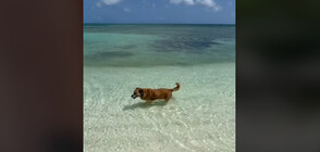 Освен квартирата: Хазяи предлагат глухо и сляпо куче, което води към плажа (ВИДЕО)