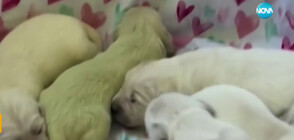 Необичайно: Роди се кученце с цвят лайм (ВИДЕО)