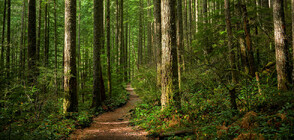 Градската гора във Вашингтон - бягство от динамиката на ежедневието (ВИДЕО)