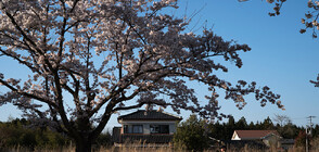 9 милиона къщи са изоставени в Япония (СНИМКИ)