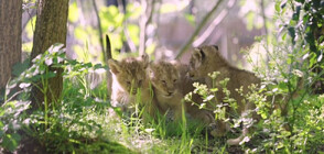 Дебют пред публика: В Лондон показаха три бебета азиатски лъвчета (ВИДЕО)