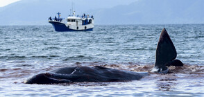 Круизен кораб акостира в Ню Йорк със заклещен мъртъв кит на носа му (СНИМКИ)