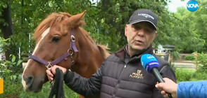 Какво се случва с коня, разбил витрина в София (ВИДЕО)