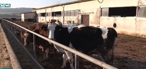 Започна приемът на заявления за помощ на животновъдите