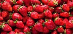 Българската ягода е най-вкусна: Фестивал край Кричим показва продукцията тази година