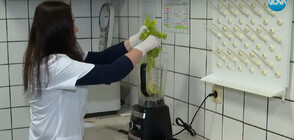 Експеримент на NOVA засече недопустими нива на пестициди в зелената салата
