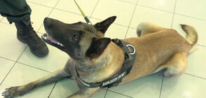 Действия в извънредна ситуация: Кучето Лед, което открива взривове на летището