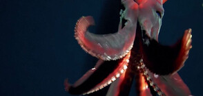 Дълбоко в океана: Учени заснеха рядка светеща сепия (ВИДЕО)