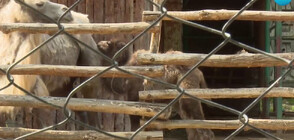 Бейби бум в зоопарка във Варна (ВИДЕО)