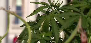 Канабис расте сред лалета пред щатския парламент в Уисконсин (ВИДЕО)