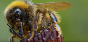 Пчелите - едно от най-важните животни за селското стопанство (ВИДЕО)