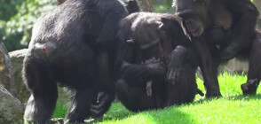 Сърцераздирателно: Скърбящо шимпанзе отказва да се раздели с мъртвото си бебе (ВИДЕО)