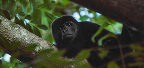 Маймуни падат мъртви от дърветата в Мексико (ВИДЕО+СНИМКИ)