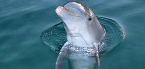 Най-добрите дестинации за плуване с делфини (ГАЛЕРИЯ)