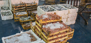 Кокаин, скрит със скариди: Над 300 кг бяха намерени на гръцко пристанище