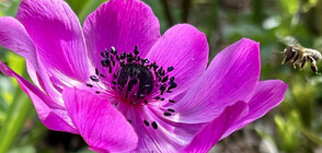 Ботаническата градина "Борика" - зеленият рай край София (ГАЛЕРИЯ)