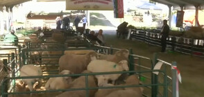 Стригане на овце и рязане на суджук - най-атрактивните състезания на уникален събор (ВИДЕО)