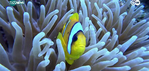 Спасяване на коралите: Как активисти се борят за опазването им (ВИДЕО)