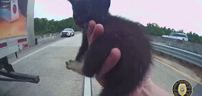Полицай спаси котенце, загубило се на натоварена магистрала (ВИДЕО)