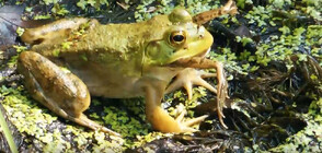 Учени от Щутгарт изследват къде зимуват жабите бикове