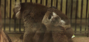 Близначета от застрашения вид черни лемури се родиха в полски зоопарк (ВИДЕО)