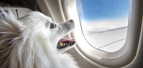 Авиокомпания пусна специален самолет за кучета (ВИДЕО)